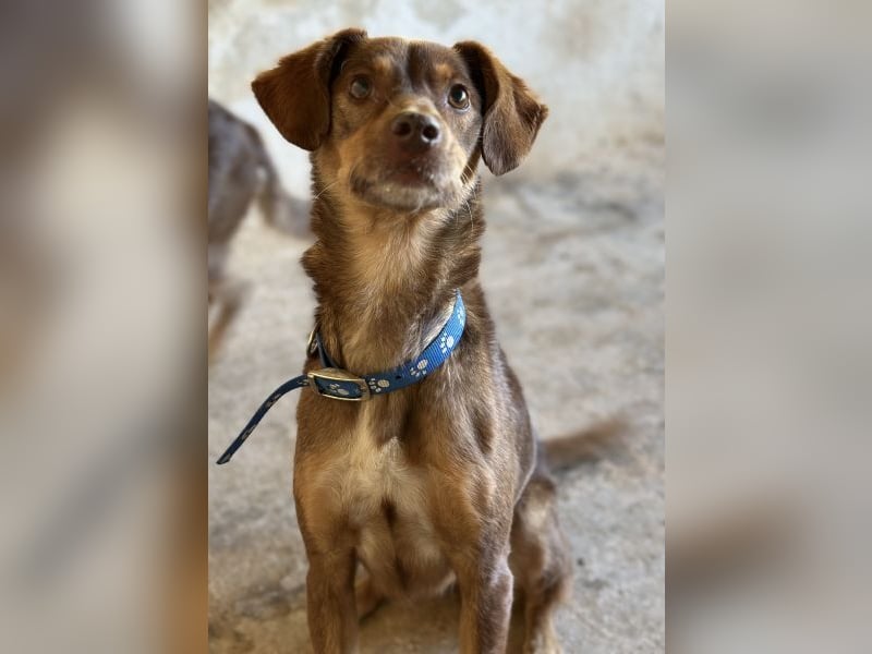 Ruska, geb. ca. 10/2024, lebt in GRIECHENLAND, auf einer privaten Pflegestelle Ruska, geb. ca. 10/2024, lebt in GRIECHENLAND, auf einer privaten Pflegestelle