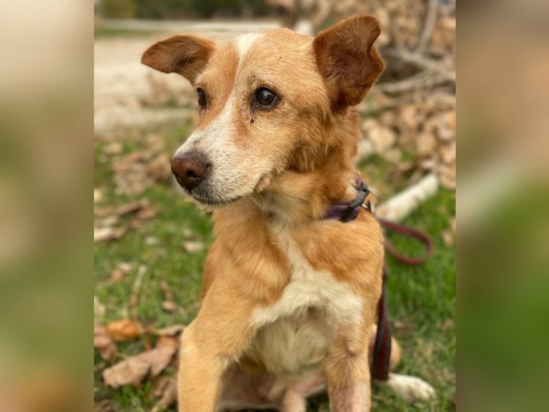 Opi, geb. ca. 10/2015, lebt in GRIECHENLAND, im städt. Tierheim Serres Opi, geb. ca. 10/2015, lebt in GRIECHENLAND, im städt. Tierheim Serres