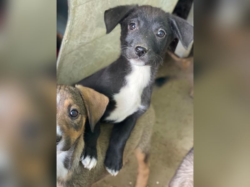 Croissant, geb. ca. 08/2025, lebt in GRIECHENLAND, auf einer privaten Pflegestelle