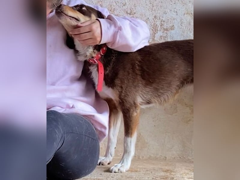 Siena, geb. ca. 10/2024, lebt in GRIECHENLAND, auf einer privaten Pflegestelle Siena, geb. ca. 10/2024, lebt in GRIECHENLAND, auf einer privaten Pflegestelle