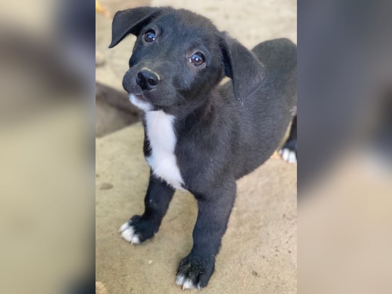 Croissant, geb. ca. 08/2025, lebt in GRIECHENLAND, auf einer privaten Pflegestelle