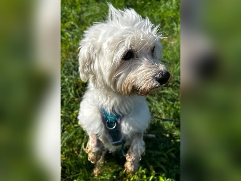 Cookie, geb. ca. 03/2018, lebt in 79588 Efringen-Kirchen