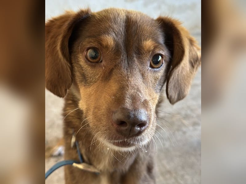 Ruska, geb. ca. 10/2024, lebt in GRIECHENLAND, auf einer privaten Pflegestelle Ruska, geb. ca. 10/2024, lebt in GRIECHENLAND, auf einer privaten Pflegestelle