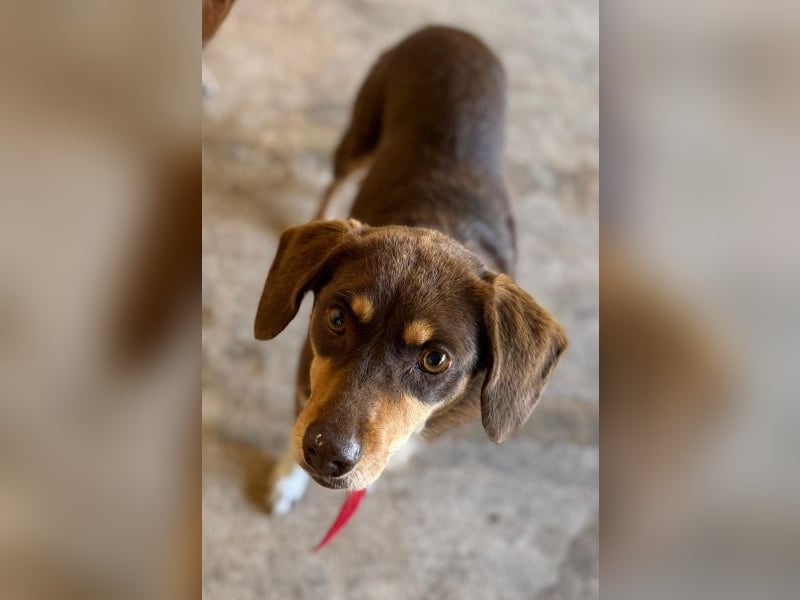 Siena, geb. ca. 10/2024, lebt in GRIECHENLAND, auf einer privaten Pflegestelle Siena, geb. ca. 10/2024, lebt in GRIECHENLAND, auf einer privaten Pflegestelle