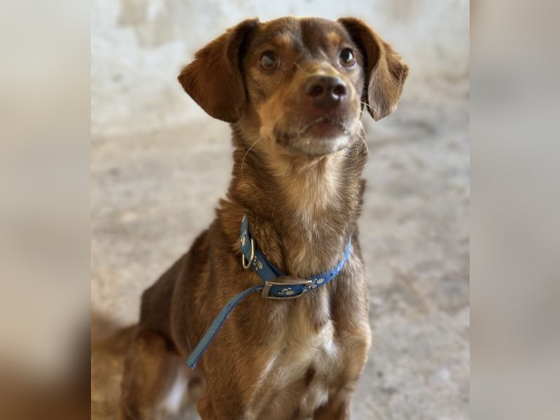 Ruska, geb. ca. 10/2024, lebt in GRIECHENLAND, auf einer privaten Pflegestelle Ruska, geb. ca. 10/2024, lebt in GRIECHENLAND, auf einer privaten Pflegestelle