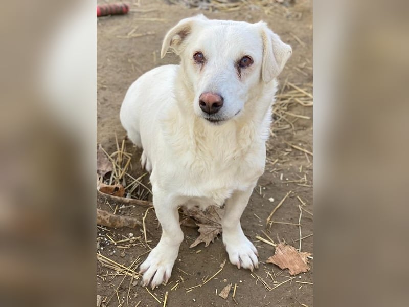 Lighty, geb. ca. 12/2021, lebt in GRIECHENLAND, auf einer privaten Pflegestelle