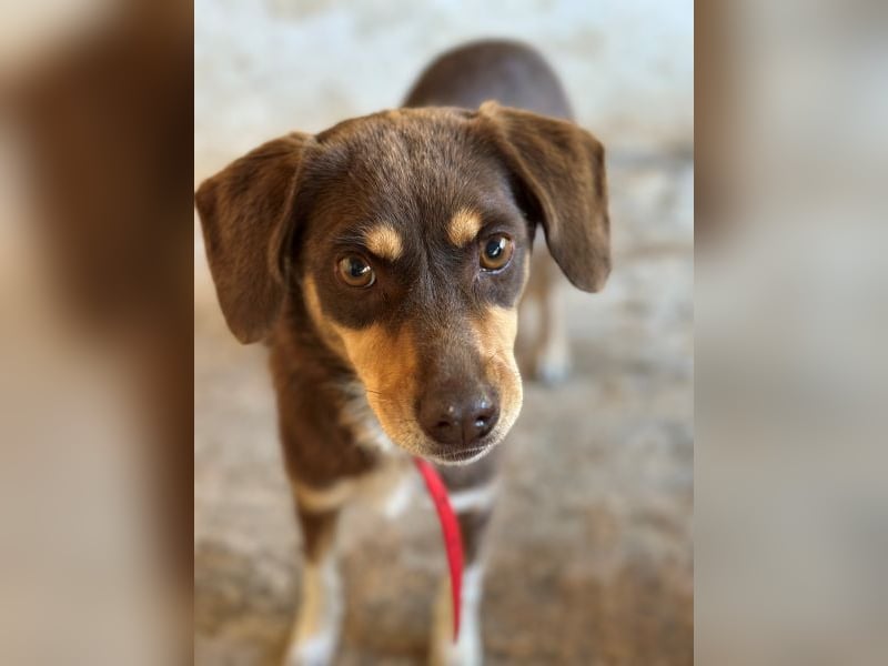 Siena, geb. ca. 10/2024, lebt in GRIECHENLAND, auf einer privaten Pflegestelle Siena, geb. ca. 10/2024, lebt in GRIECHENLAND, auf einer privaten Pflegestelle