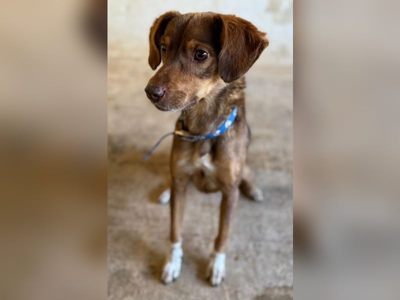 Ruska, geb. ca. 10/2024, lebt in GRIECHENLAND, auf einer privaten Pflegestelle Ruska, geb. ca. 10/2024, lebt in GRIECHENLAND, auf einer privaten Pflegestelle