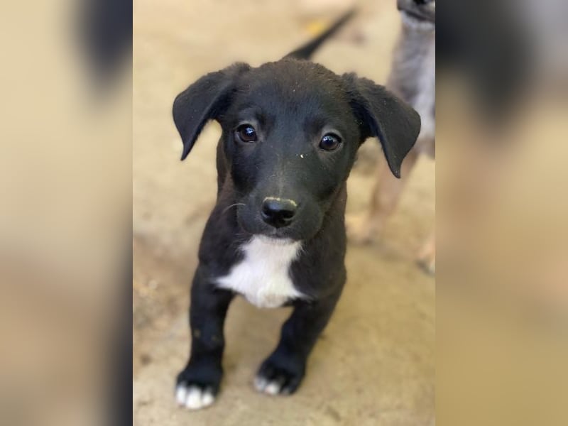 Croissant, geb. ca. 08/2025, lebt in GRIECHENLAND, auf einer privaten Pflegestelle