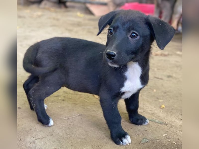 Croissant, geb. ca. 08/2025, lebt in GRIECHENLAND, auf einer privaten Pflegestelle