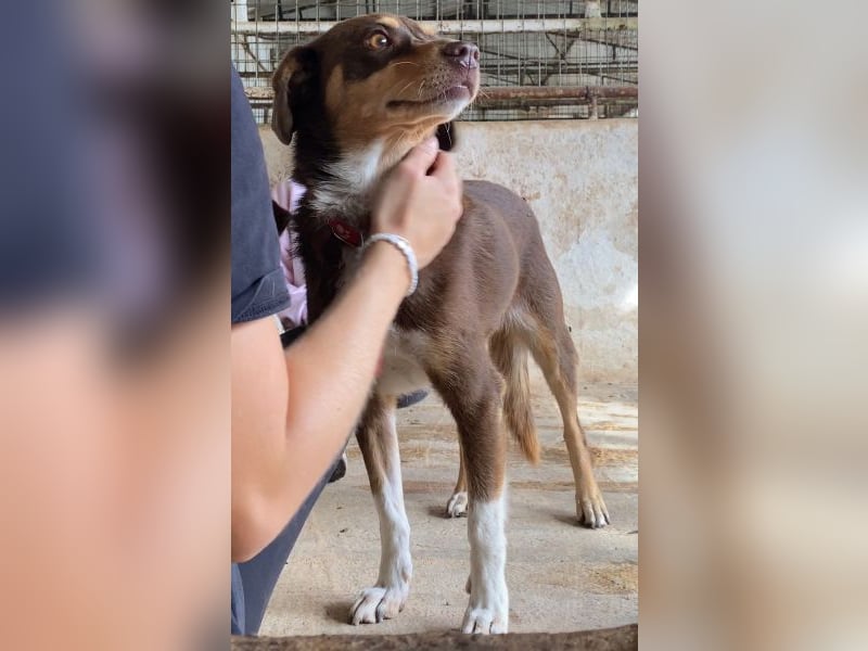 Siena, geb. ca. 10/2024, lebt in GRIECHENLAND, auf einer privaten Pflegestelle Siena, geb. ca. 10/2024, lebt in GRIECHENLAND, auf einer privaten Pflegestelle