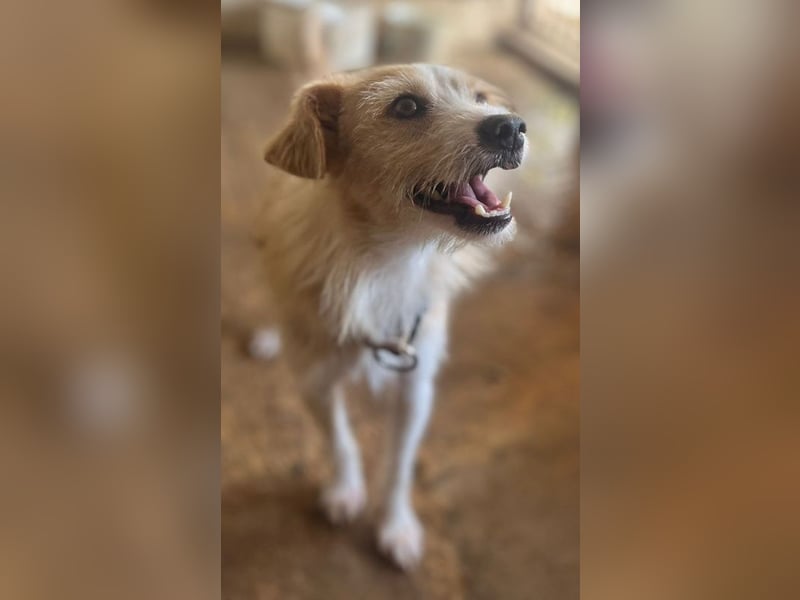 Peppi, geb. ca. 01/2025, lebt auf einer Pflegestelle in 33104 Paderborn