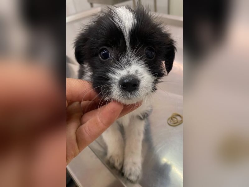 Thelma, geb. ca. 08/2025, lebt in GRIECHENLAND, auf einer privaten Pflegestelle