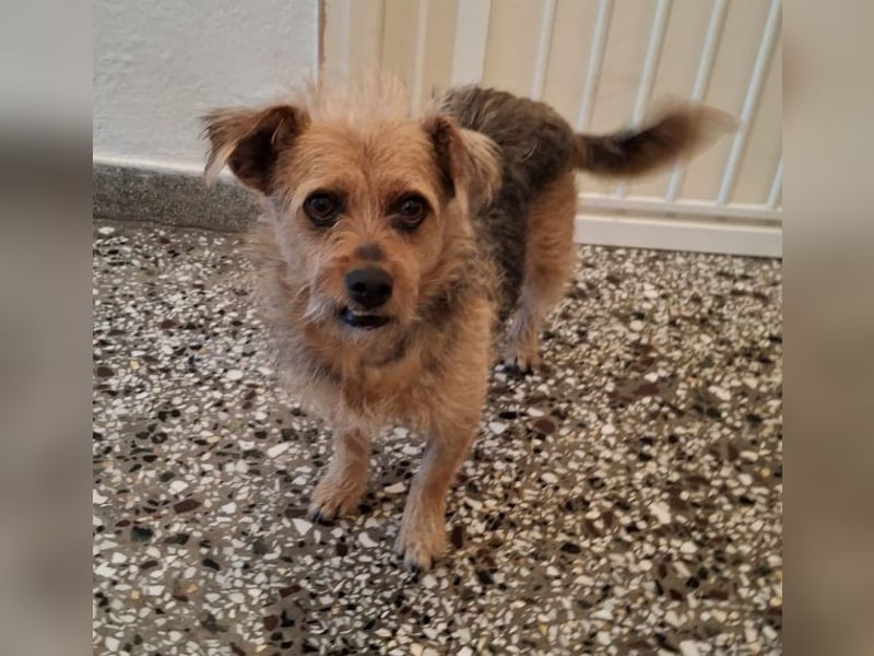 Celina, geb. ca. 10/2017, lebt in GRIECHENLAND, auf einer privaten Pflegestelle Celina, geb. ca. 10/2017, lebt in GRIECHENLAND, auf einer privaten Pflegestelle