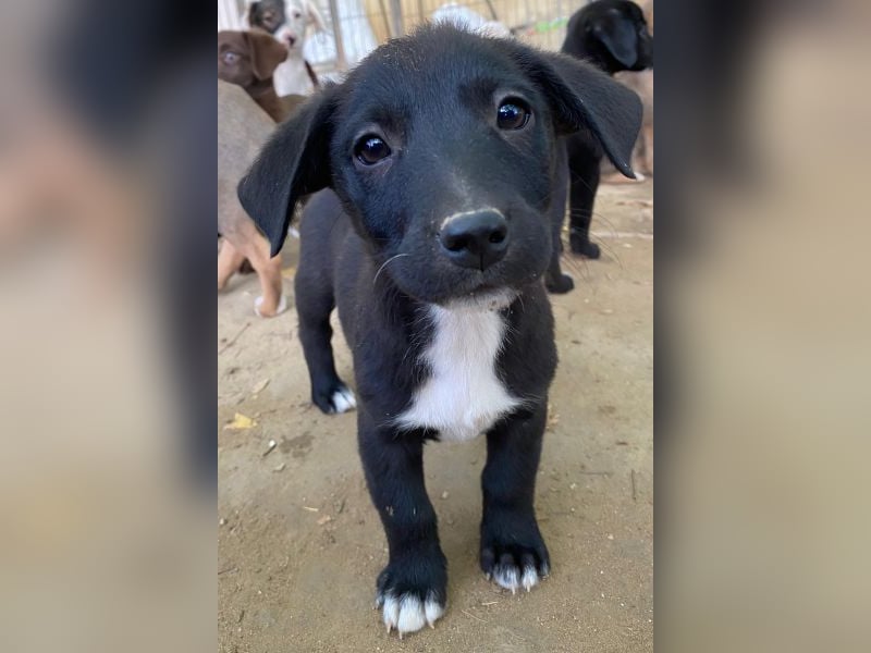 Croissant, geb. ca. 08/2025, lebt in GRIECHENLAND, auf einer privaten Pflegestelle