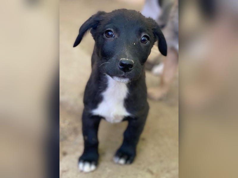 Croissant, geb. ca. 08/2025, lebt in GRIECHENLAND, auf einer privaten Pflegestelle