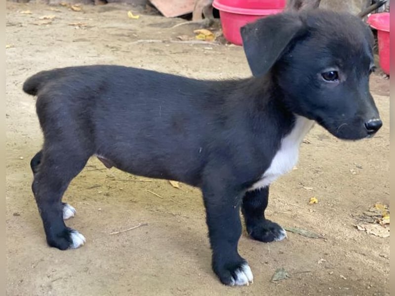 Croissant, geb. ca. 08/2025, lebt in GRIECHENLAND, auf einer privaten Pflegestelle