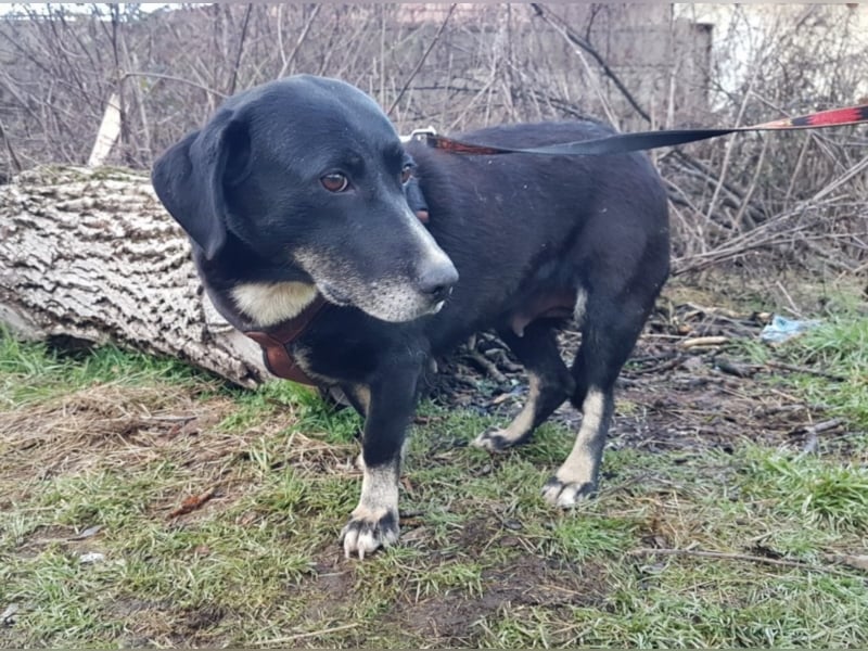 Josephine, ca. 6 Jahre alt