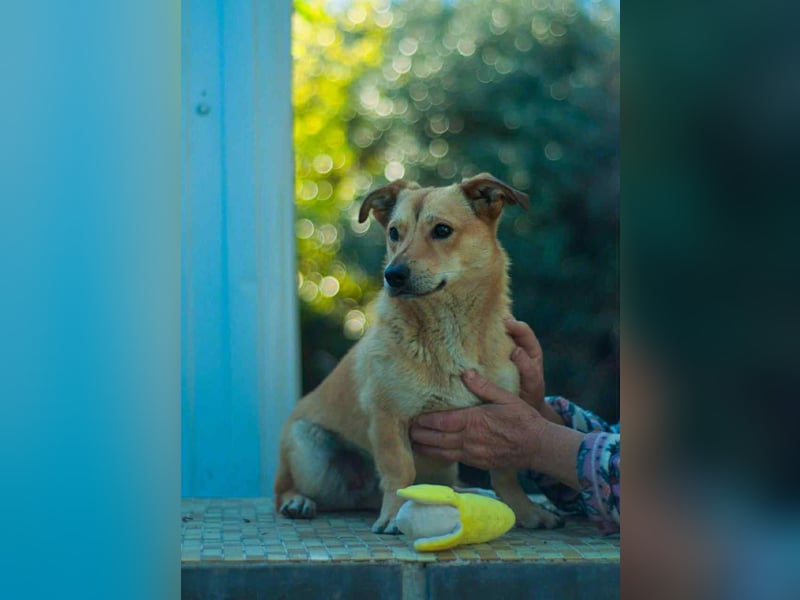 Sanfte Malta sucht ihr Zuhause