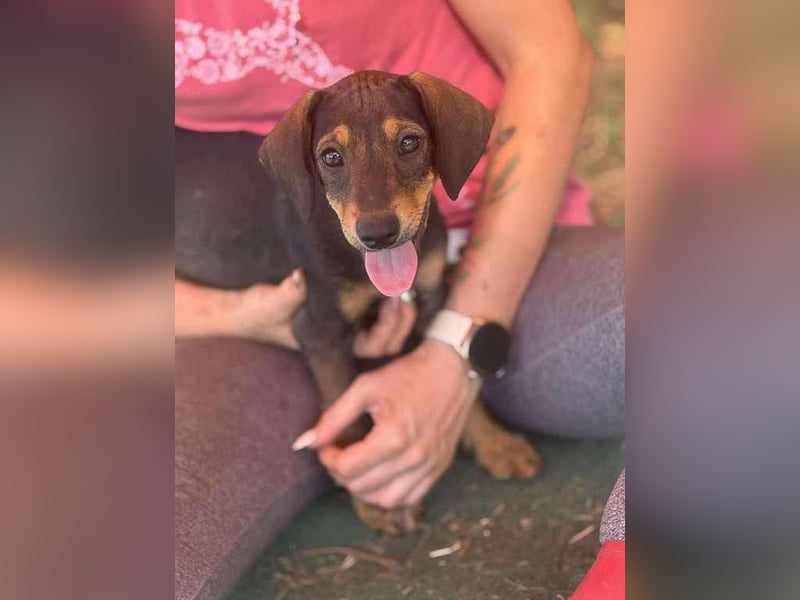 Shark - ein verspielter kleiner Sonnenschein