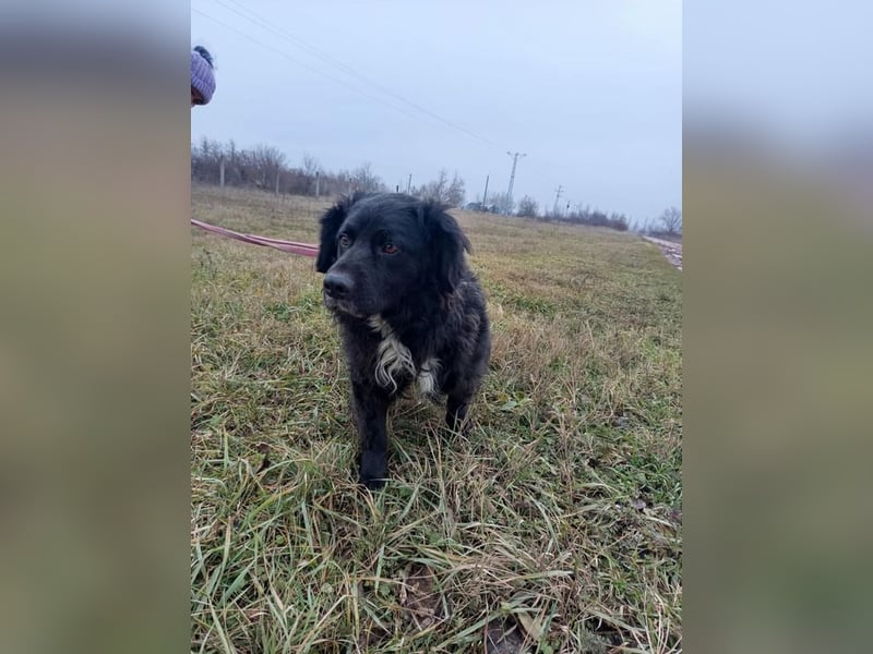 Cola, flauschiger Kampfschmuser