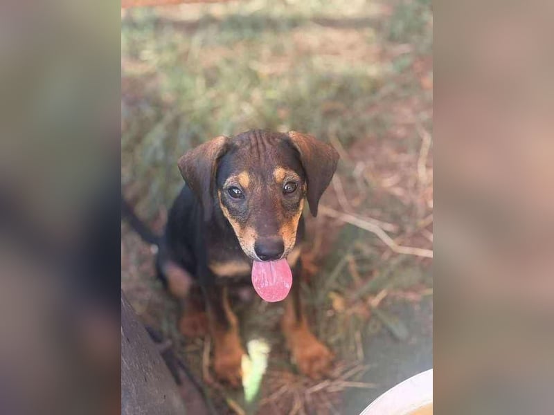 Shark - ein verspielter kleiner Sonnenschein