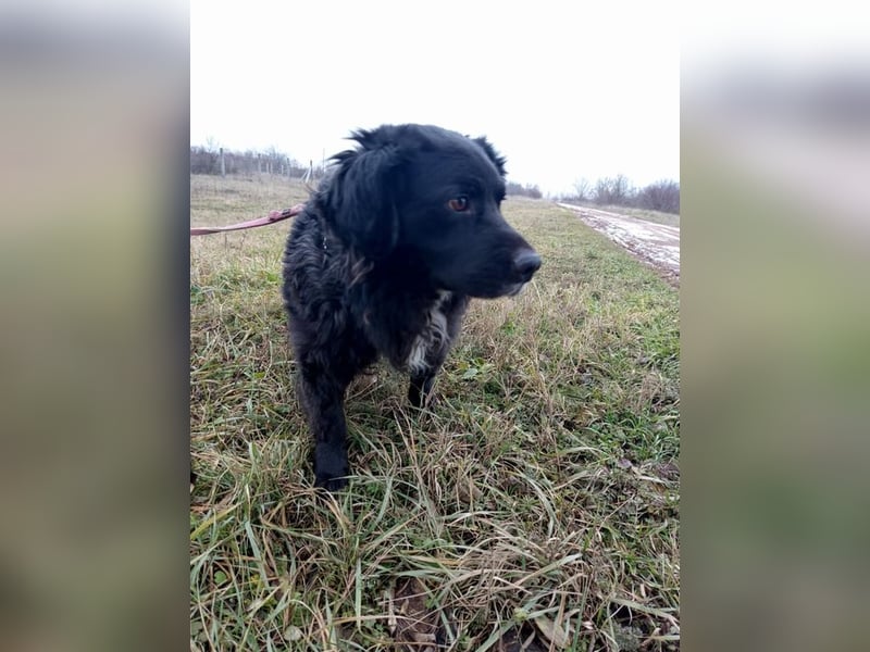 Cola, flauschiger Kampfschmuser