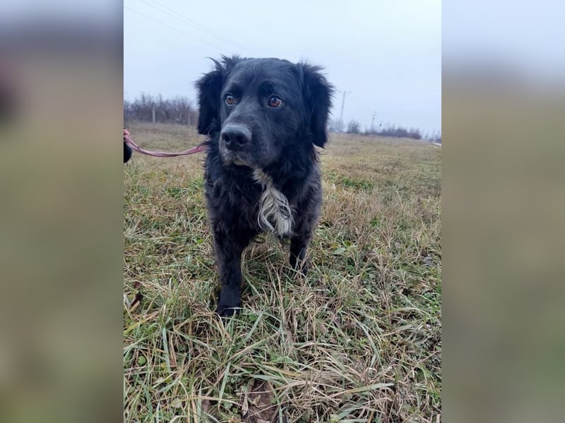 Cola, flauschiger Kampfschmuser