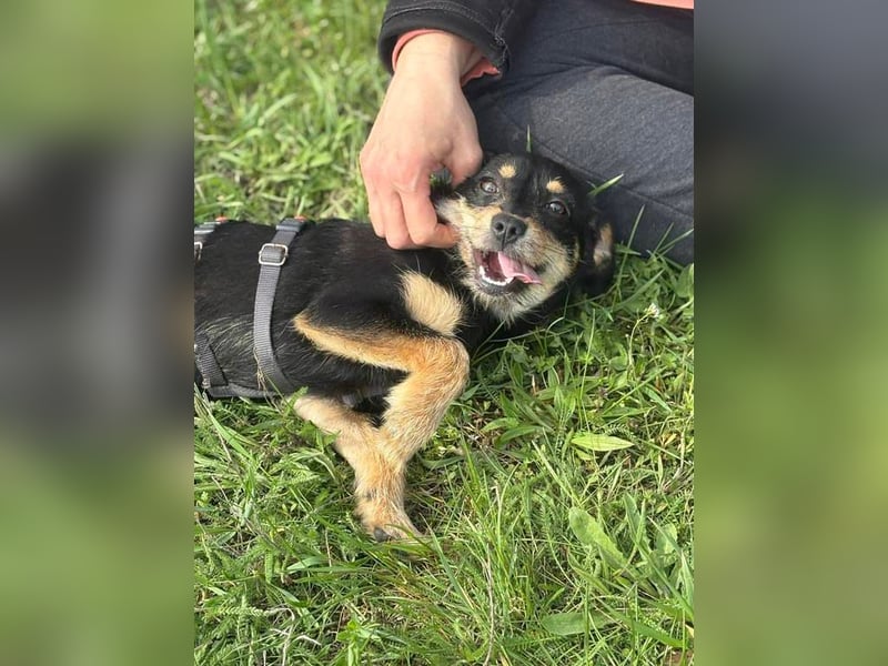 Kleine Zuckerschnute sucht ihre Familie