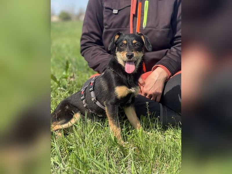 Kleine Zuckerschnute sucht ihre Familie
