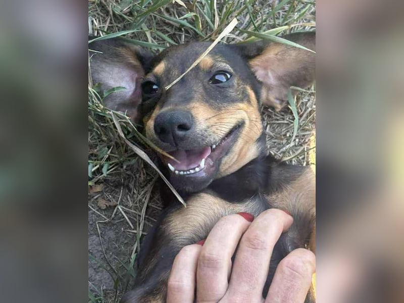 Shark - ein verspielter kleiner Sonnenschein