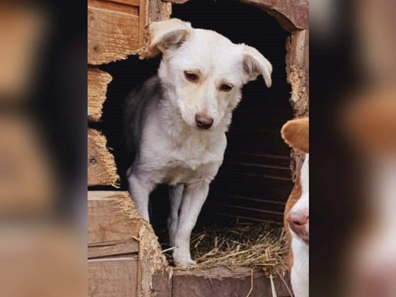 Kleine Prinzessin *ANNA* sucht Familienanschluß