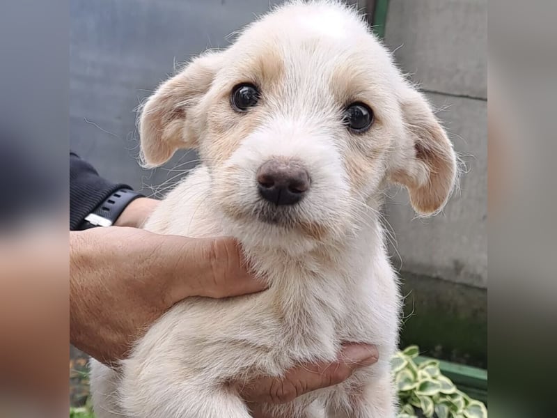 RONJA - BEREIT FÜR DIE WELT RONJA - BEREIT FÜR DIE WELT