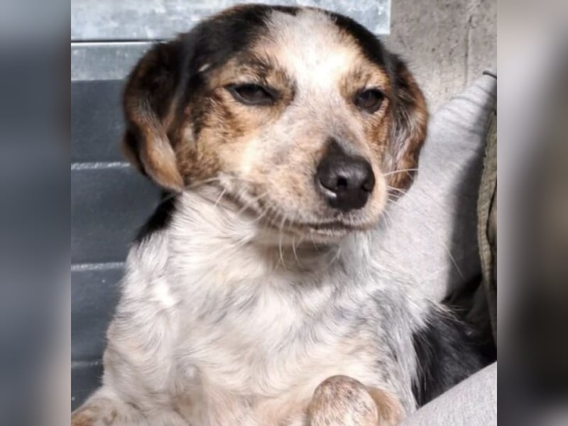 MAISI LEBENSFROHE HÜNDIN MAISI LEBENSFROHE HÜNDIN