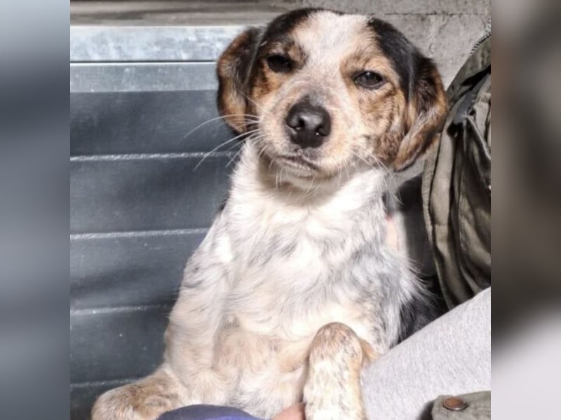 MAISI LEBENSFROHE HÜNDIN MAISI LEBENSFROHE HÜNDIN