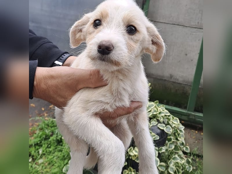 RONJA - BEREIT FÜR DIE WELT RONJA - BEREIT FÜR DIE WELT