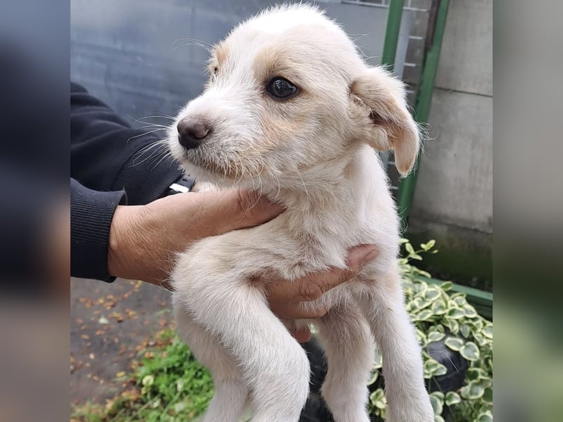 RONJA - BEREIT FÜR DIE WELT RONJA - BEREIT FÜR DIE WELT