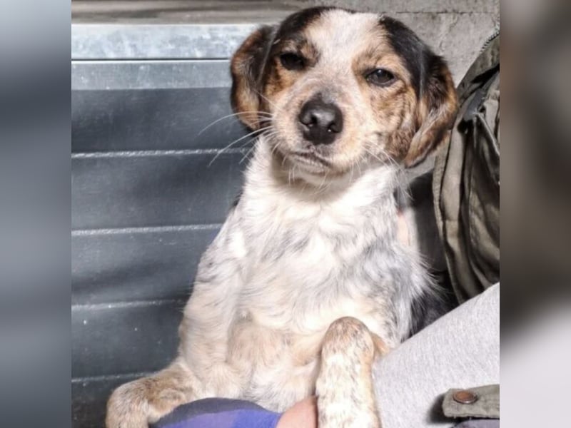 MAISI LEBENSFROHE HÜNDIN MAISI LEBENSFROHE HÜNDIN