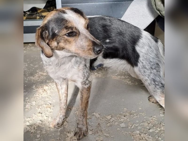 MAISI LEBENSFROHE HÜNDIN MAISI LEBENSFROHE HÜNDIN