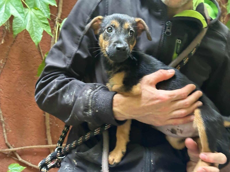Marko, geboren 26.06.2025, 26cm sucht tierliebe Menschen