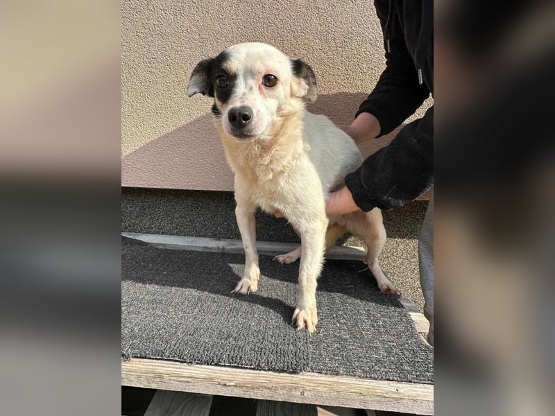Mezi, geboren 21.05.2023, 35cm sucht ihr Körbchen Mezi, geboren 21.05.2023, 35cm sucht ihr Körbchen
