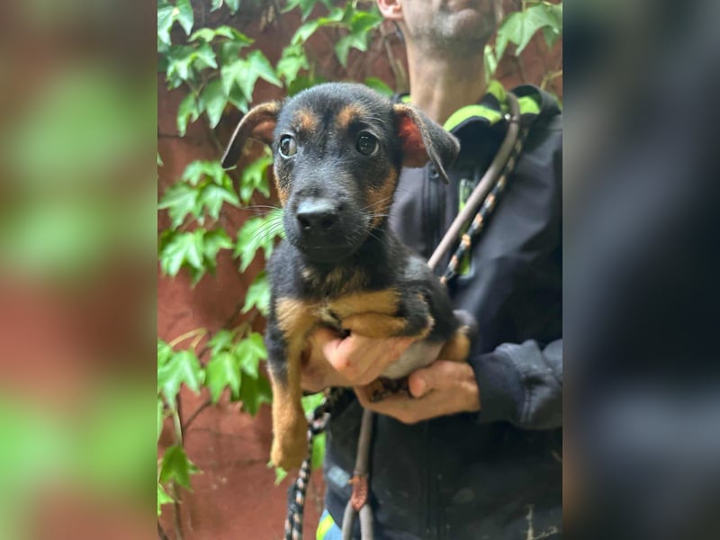 Marko, geboren 26.06.2025, 26cm sucht tierliebe Menschen