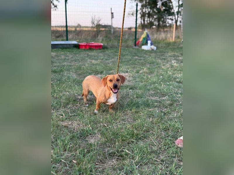 Serafina, geboren 31.10.2024, 30cm sucht ihre Chance Serafina, geboren 31.10.2024, 30cm sucht ihre Chance