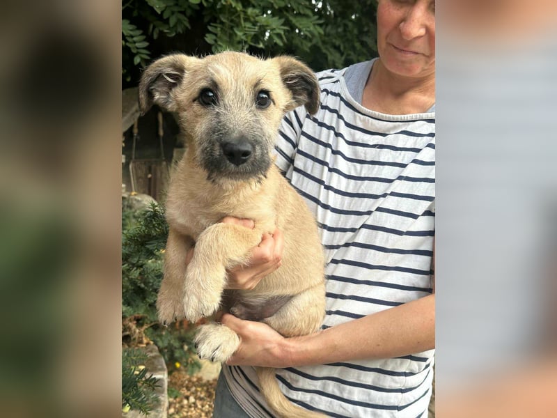 Bumi, geboren 22.07.2025, 30cm sucht liebevolles Zuhause Bumi, geboren 22.07.2025, 30cm sucht liebevolles Zuhause