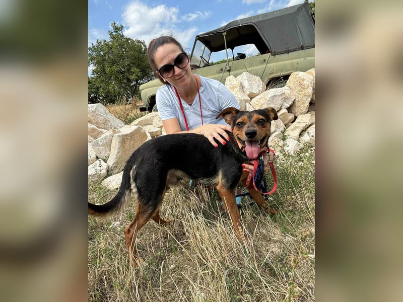 Palco, 2 Jahre, 40cm sucht sein für immer Zuhause Palco, 2 Jahre, 40cm sucht sein für immer Zuhause