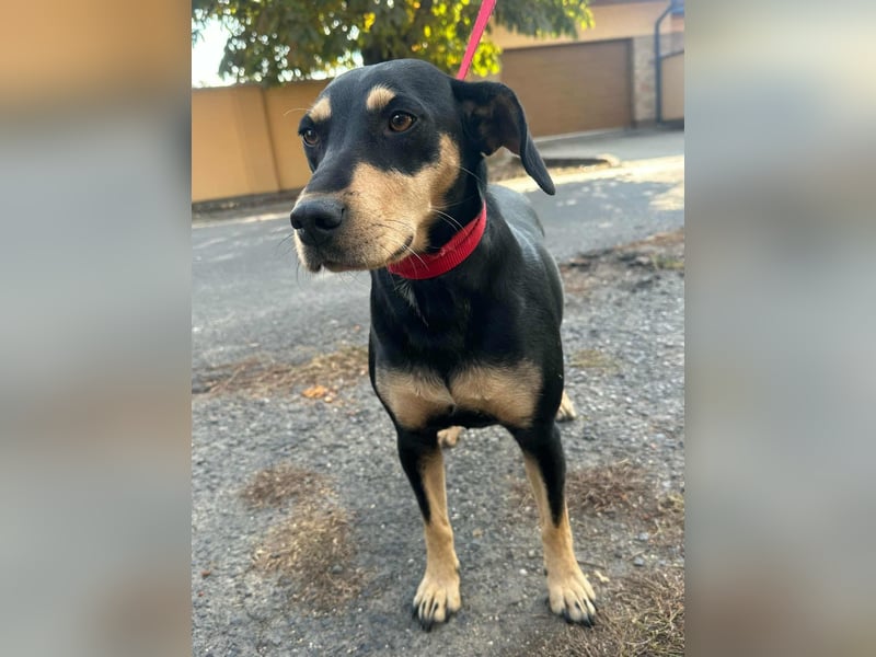 Bella, geboren 05.07.2022, 42cm sucht ihr Zuhause