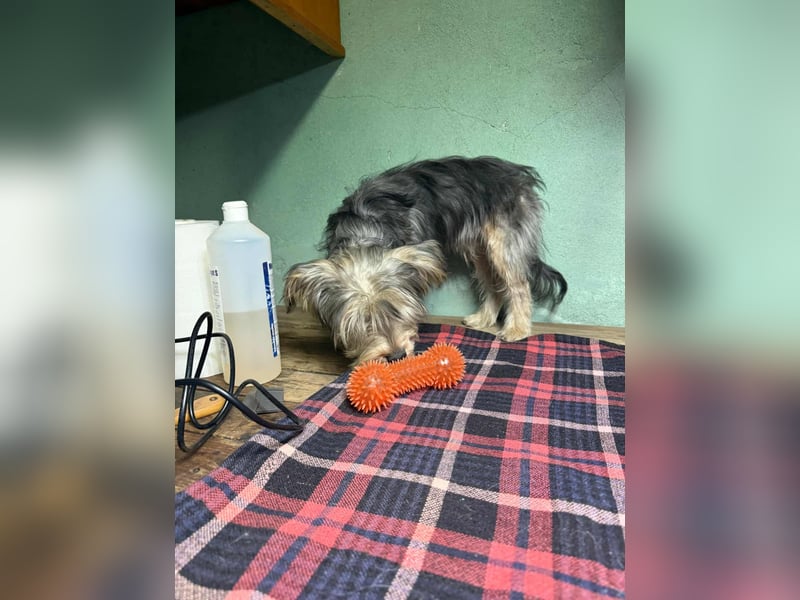 Bolyhos, geboren 10.07.2025, 28cm sucht sein Zuhause