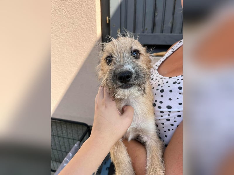 Billy, geboren 20.06.2025, 35cm sucht liebevolles Zuhause fürs Leben Billy, geboren 20.06.2025, 35cm sucht liebevolles Zuhause fürs Leben