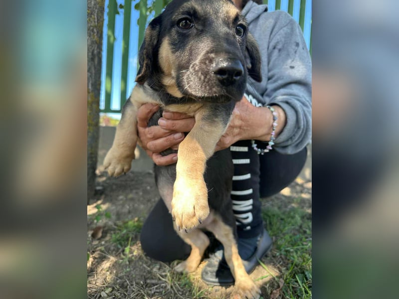 Bendeguz, geboren 15.06.2025, 24cm sucht seine Chance