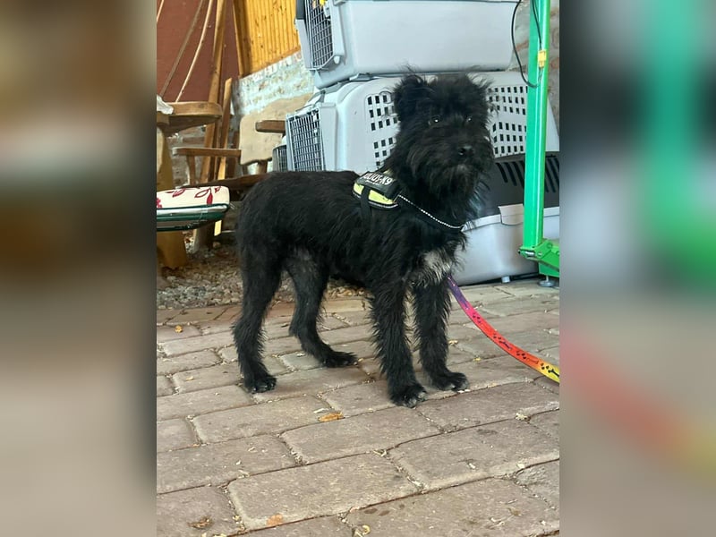 Aramis, geboren 15.04.2025, 37cm sucht sein großes Glück